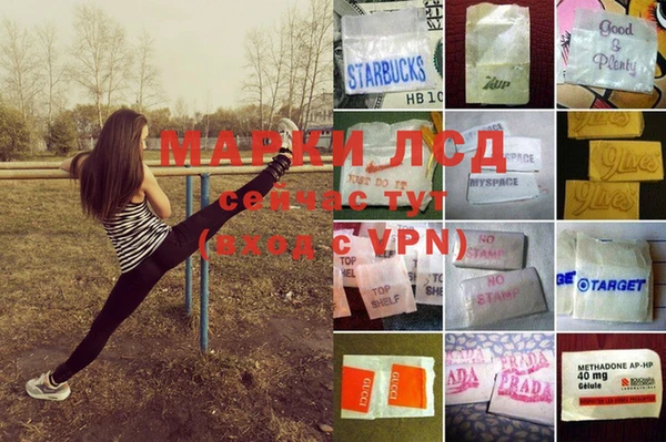стаф Инта